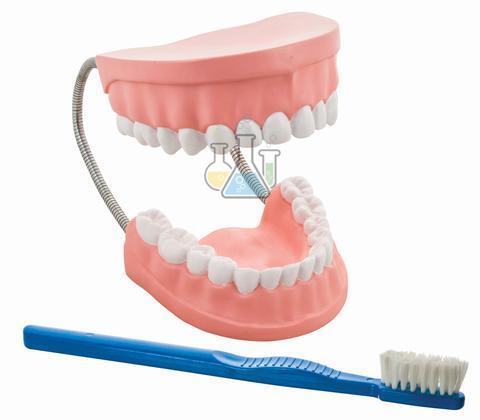 Dental care but done right